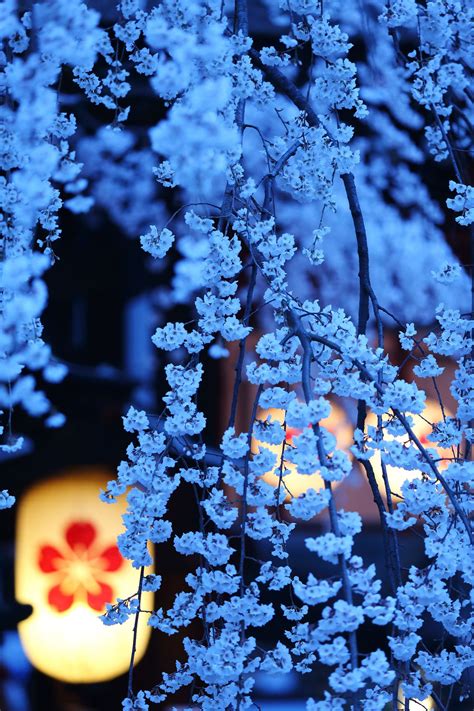 Cherry Blossom Viewing At Night Hirano Jinja Shrine Kyoto