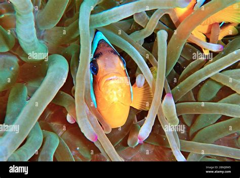 Nemo Fish Sea Anemone Anemone Fish Amphiprioninae Clownfish Stock