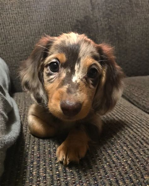 55 Miniature Long Haired Dachshund Dapple Pic Bleumoonproductions