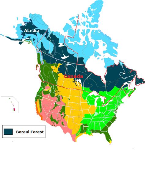 Boreal Forest In North America