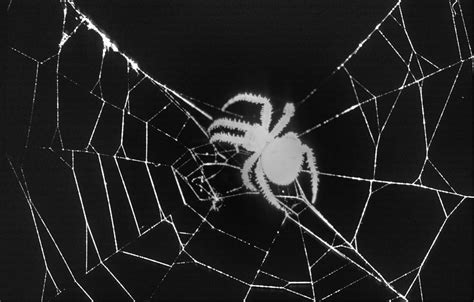 Creepy Spider Photograph By One Rude Dawg Orcutt Fine Art America
