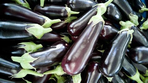 explore the diversity of asian eggplants in your garden from mitoyo 8643 hot sex picture