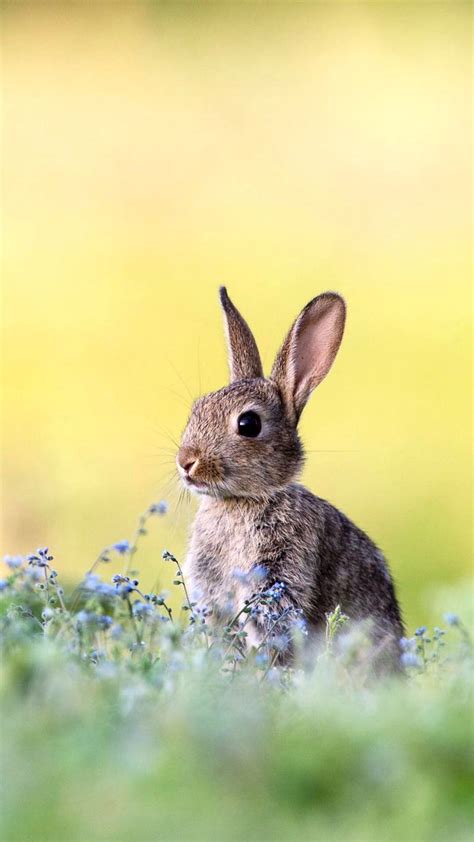 Bunny Rabbit Phone Wallpaper Rabbit Bunny Animals