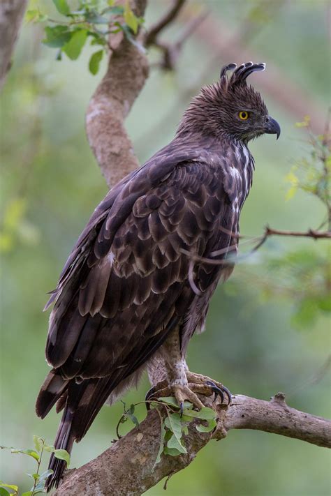Changeable Hawk Eagle Nisaetus Limnaeetus
