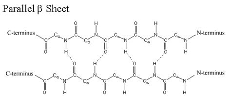 Level Of Structural Organization Of Protein Online Biology Notes