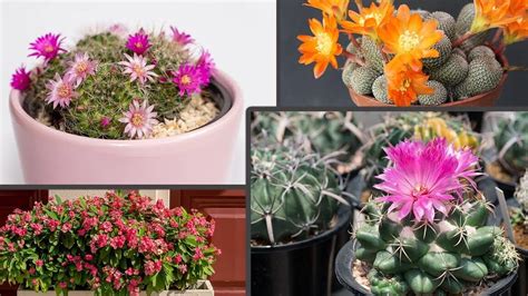 Descubre Los Tipos De Cactus Con Flores Más Hermosos Eco360