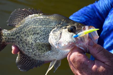 How To Find And Catch Crappie In Open Water Artofit