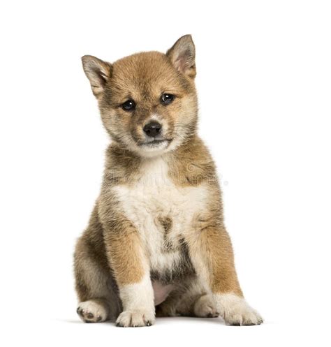 Chiot De Shiba Inu 5 Mois Restant Image Stock Image Du Vieux Fond