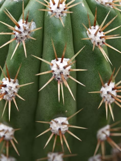 Cactus Characteristics Types History And More Dengarden
