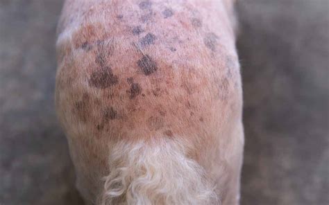 Dog Heat Rash What It Looks Like With Pics And How To Treat