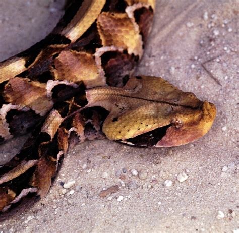 West Africa Gaboon Viper Gallery Reptile Gardens