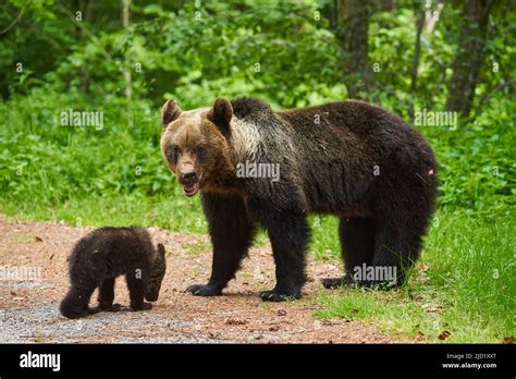 Mother Bear And Her Cub In The Forest Stock Photo Alamy