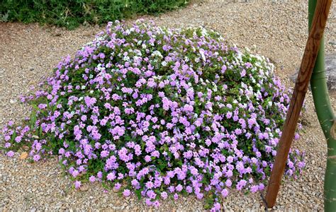 Lavender Lace Lantana Ramblings From A Desert Garden