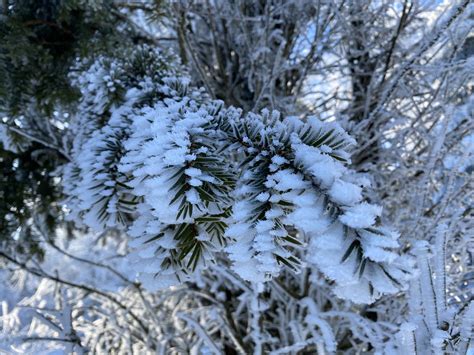 Snow Snowy Pine Free Photo On Pixabay Pixabay