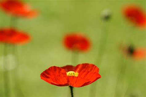 Red Iceland Poppy By Schnuddel