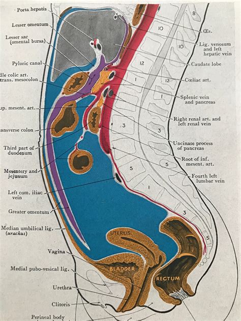 Sagittal Section Of Abdomen Original Vintage Print Organ Anatomy Medical Decor