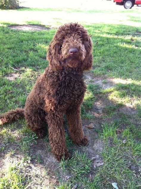 Darla, whisperun dear darla, was bred to the lovely silver standard poodle, ch. Standard Poodle Ungroomed - Web Lanse