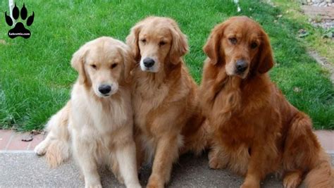 Red Golden Retrievers The Working Brother