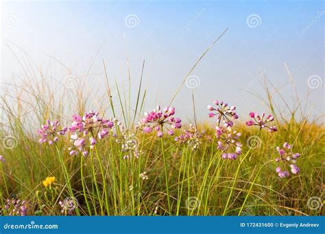 Pink Wildflowers On A Green Meadow Summer Landscape Stock Photo