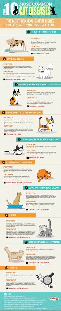 Common Cat Diseases Cat Diabetes And Cat Care