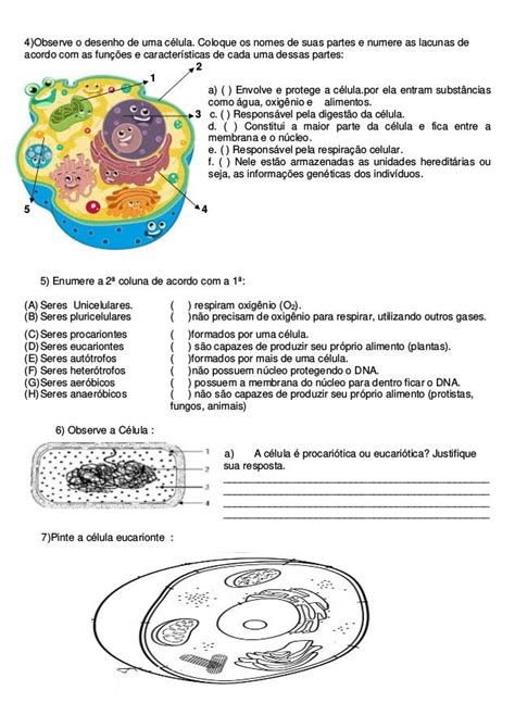 Exercicios Citoplasma E Suas Organelas Organelo Celula Biologia Images