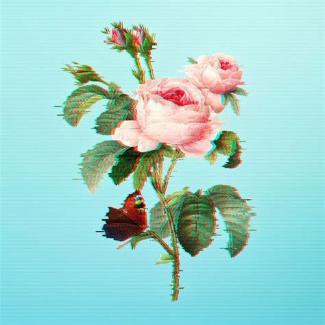 Download Free Psd Image Of English Rose With Glitch Effect Design