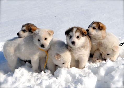 Cute Winter Puppy Wallpapers Top Free Cute Winter Puppy Backgrounds
