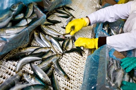 Collaborative Robotics To Foster Innovation In Seafood Handling Fish