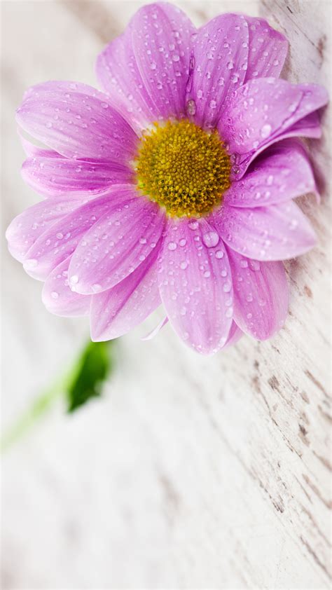 Flower Wallpaper For Mobile Phone Hd Spring Purple Flower Field Bokeh