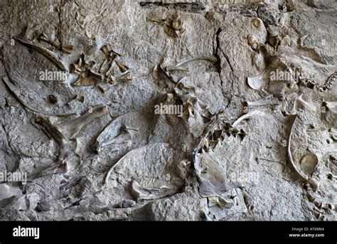 Fossil Wall Utah Hi Res Stock Photography And Images Alamy