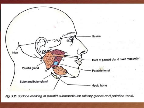 Anatomy Head And Neck Submandibular Gland Article Images And Photos