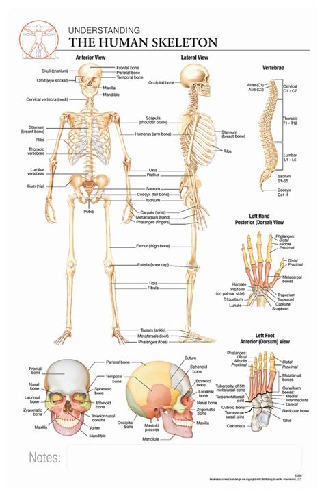body scientific international post  anatomy  human