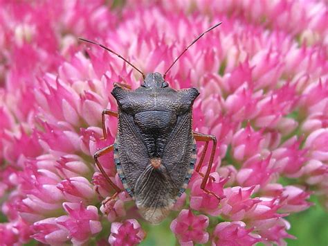 British Bugs Wildlife Insight
