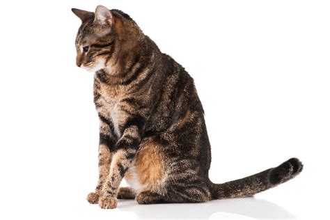 5 Fun Facts About The Brown Tabby Cat Catster