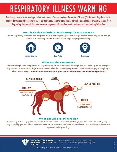 Threat Of Canine Influenza Golden Woofs