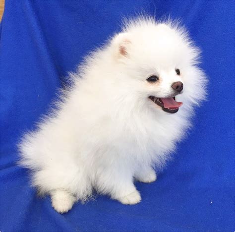 We are open and are happy to help you meet the needs of your. white pomeranian puppies for sale near me