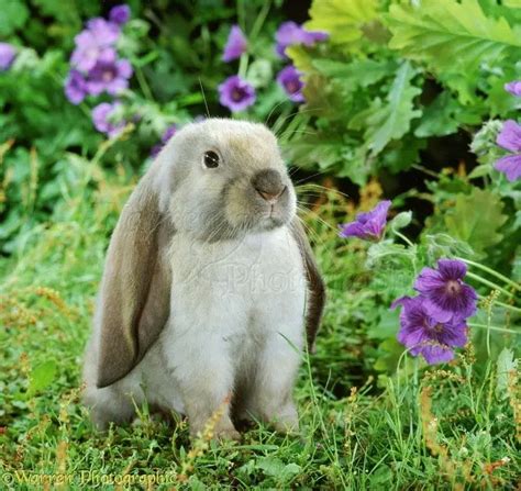 English Lop Rabbit Care Sheet Here Bunny