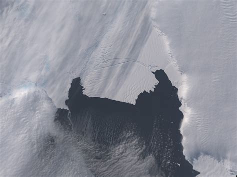 Solitary Dog Sculptor Nasa Antartica Major Iceberg Cracks Off Pine