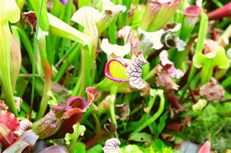 A Guide On Feeding A Pitcher Plant How To Do It Grower Today