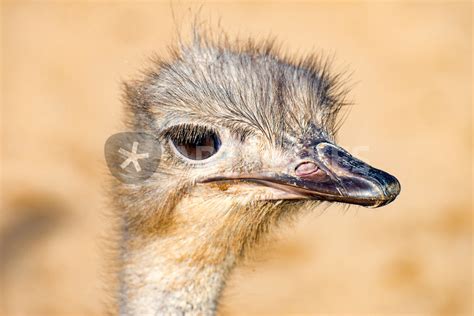 Afrikanischer Vogel Strauß Im Profil Fotografie Als Poster Und