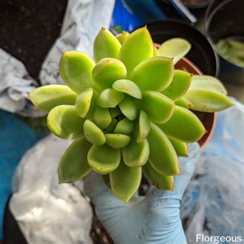 When And How To Repot And Replant Succulents A Complete Guide Florgeous