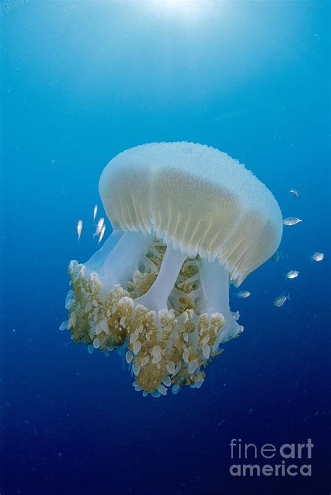 Thailand Marine Life Photograph By Dave Fleetham Printscapes Fine