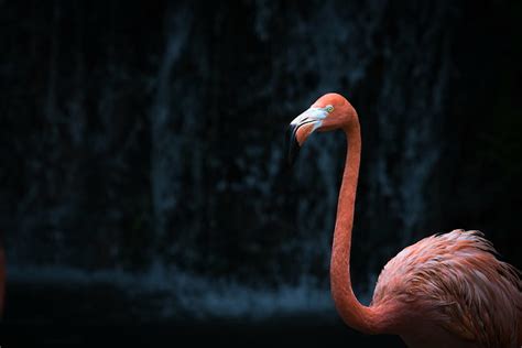 Hd Wallpaper Flamingos Water Plants Birds Animals Wallpaper Flare