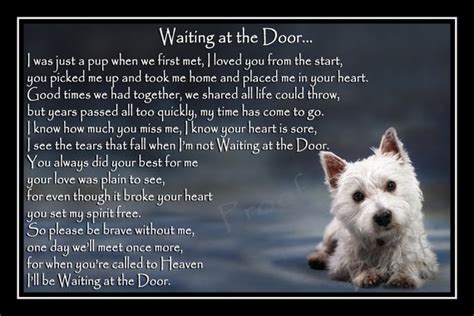 Dog calmly waiting for his owner. Westie West Highland White Terrier Pet Dog Photo Memorial ...
