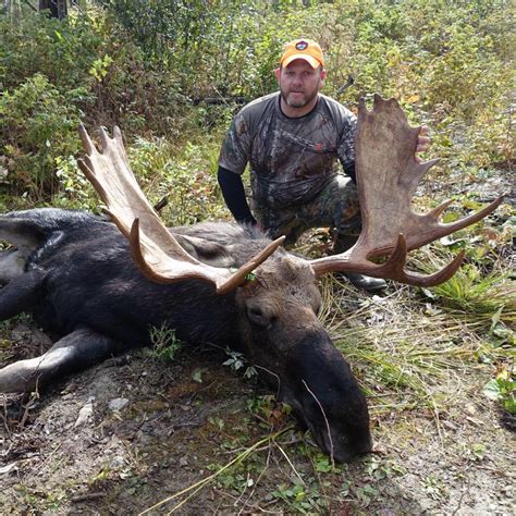 Maine Moose Hunts