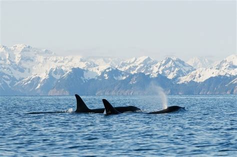 Killer Whale Or Orcas Orcinus Orca Pod In Traveling In Resurrection