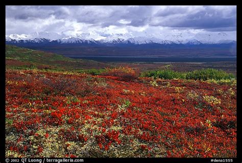 Picture Tundra And Alaska Range Near Wonder Lake Denali National Park