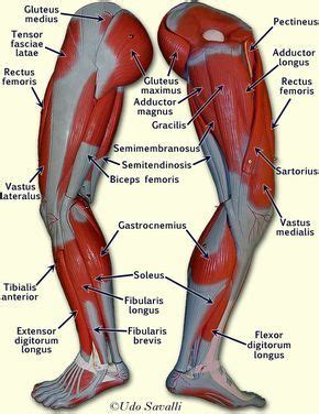 The back comprises the dorsal part of the neck and the torso (dorsal body cavity) from the occipital bone to the top of the tailbone. leg muscles labeled | Muscle anatomy, Leg muscles anatomy, Medical anatomy