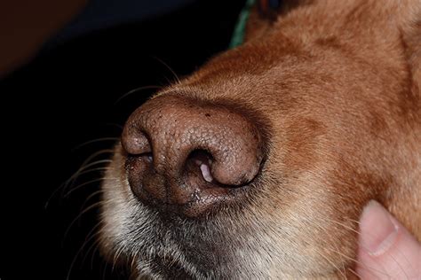 Nasal Planum Disease In Dogs Clinicians Brief