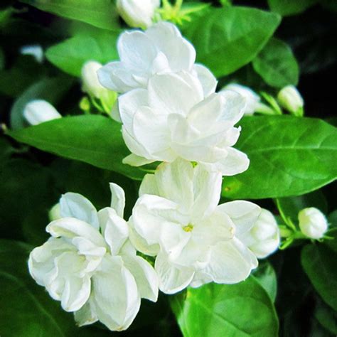 Hot White Jasmine Flower Seeds Fragrant Plant Arabian Jasmine Seeds